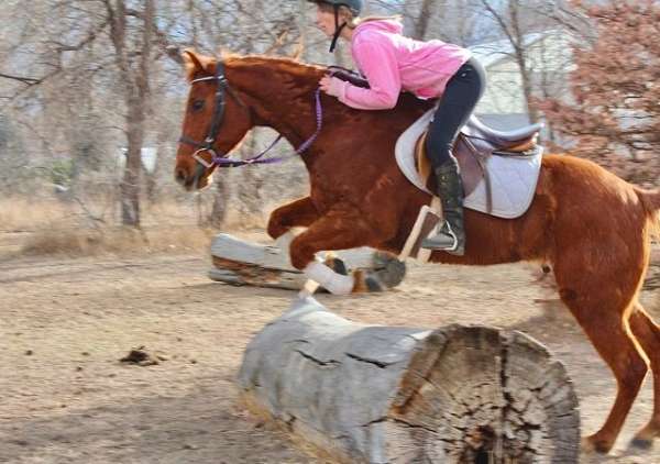 jumper-quarter-horse