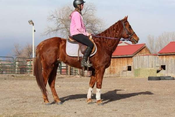 hunter-jumper-quarter-horse