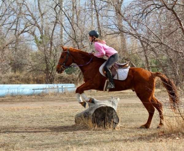 hunter-quarter-horse