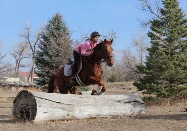 jumping-quarter-horse