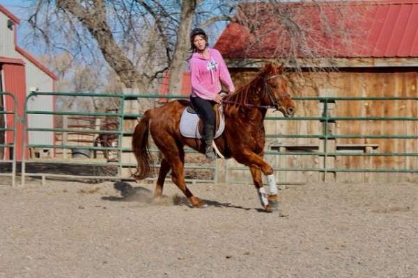 trail-quarter-horse