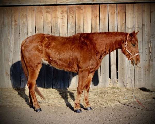 trail-riding-quarter-horse