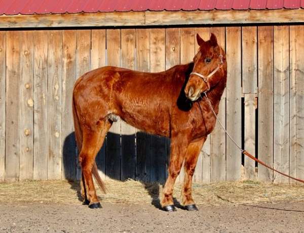 western-riding-quarter-horse