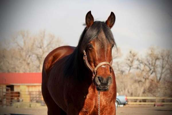 trail-quarter-horse