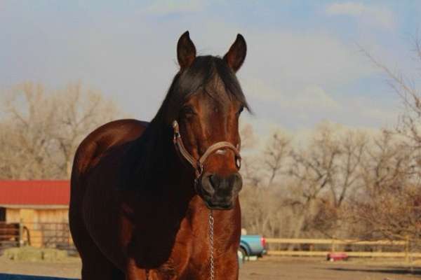 trail-riding-quarter-horse