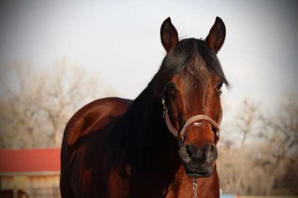 western-pleasure-quarter-horse