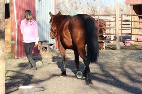 western-riding-quarter-horse