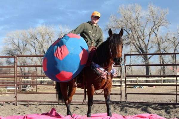 bay-quarter-horse-mare