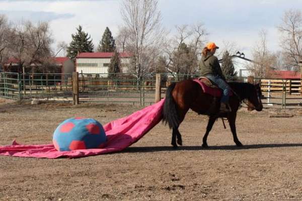 bay-trail-horse