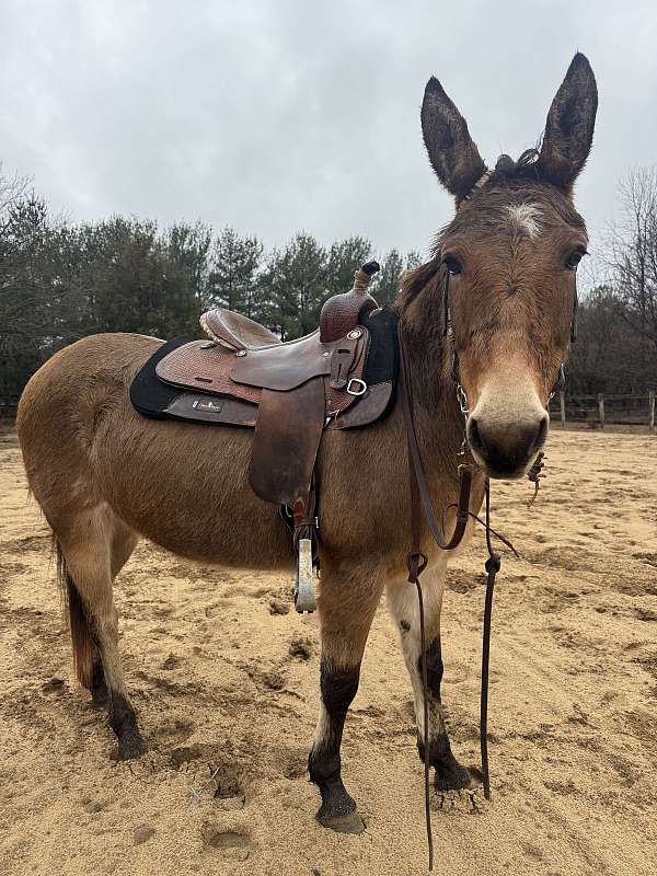 mule-for-sale