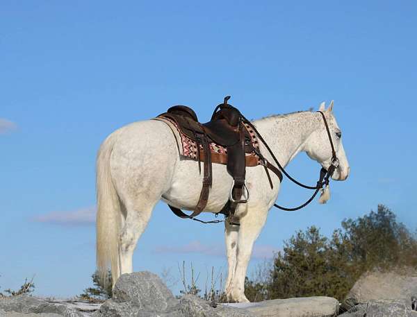 trail-quarter-horse