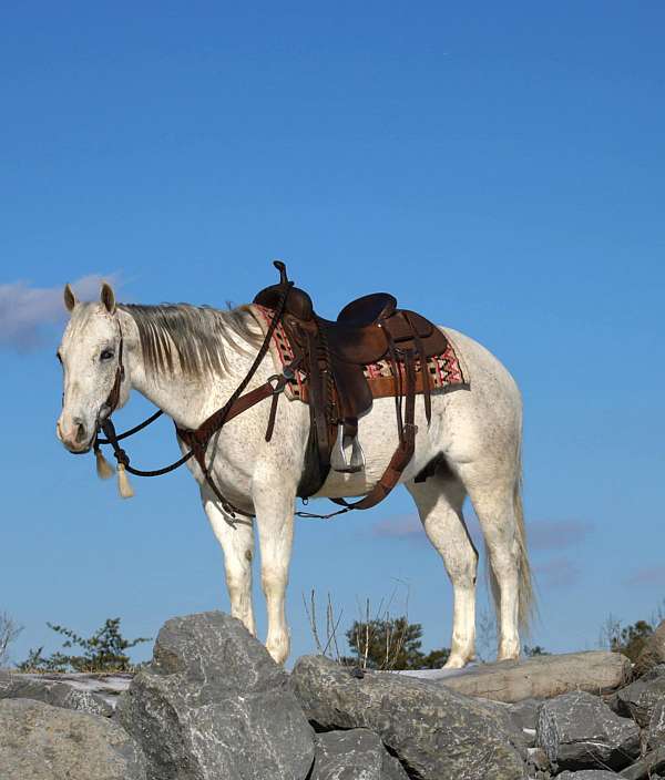 rope-quarter-horse