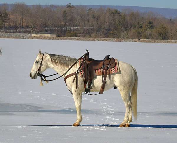 roping-quarter-horse