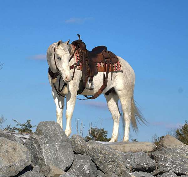 trail-riding-quarter-horse