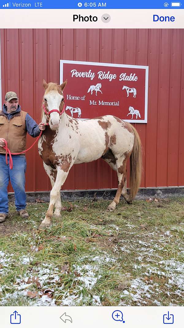 stallion-western-pleasure-horse