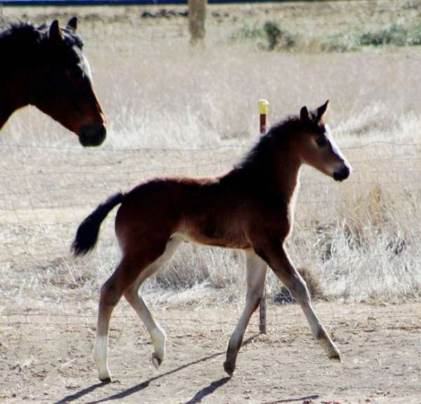 bay-wide-white-blaze-horse