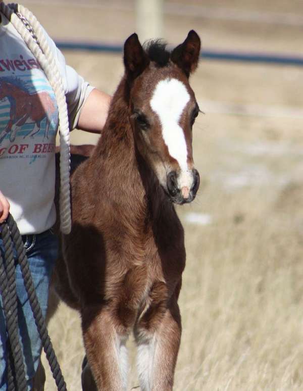 western-dressage-irish-draught-horse