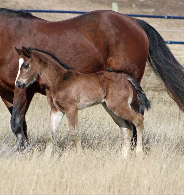 wide-white-blaze-horse