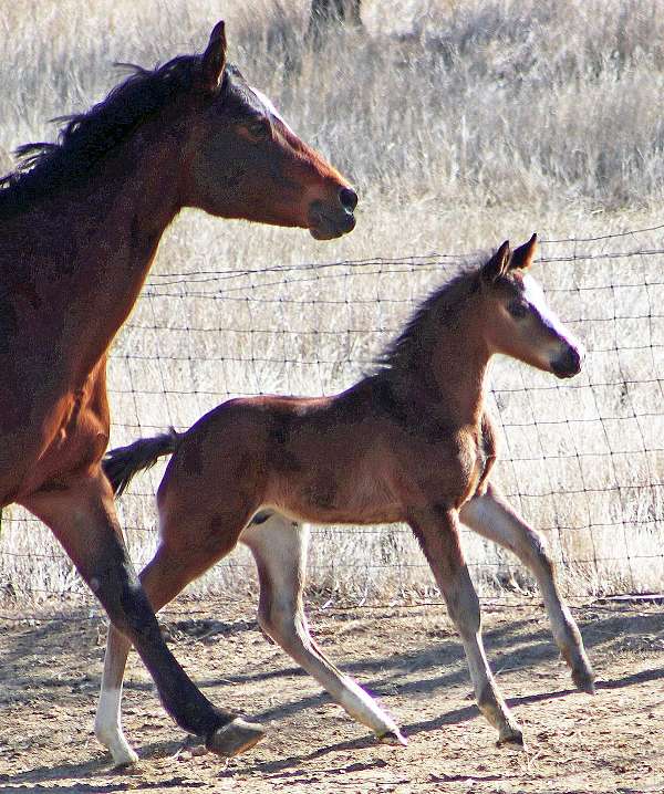 1-front-sock-horse