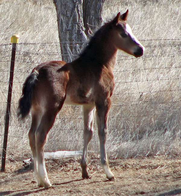 2-hind-socks-horse