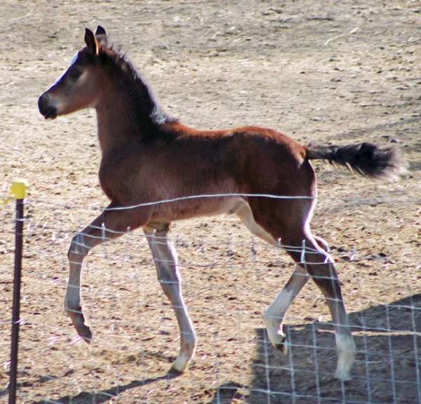 bay-1-front-sock-horse