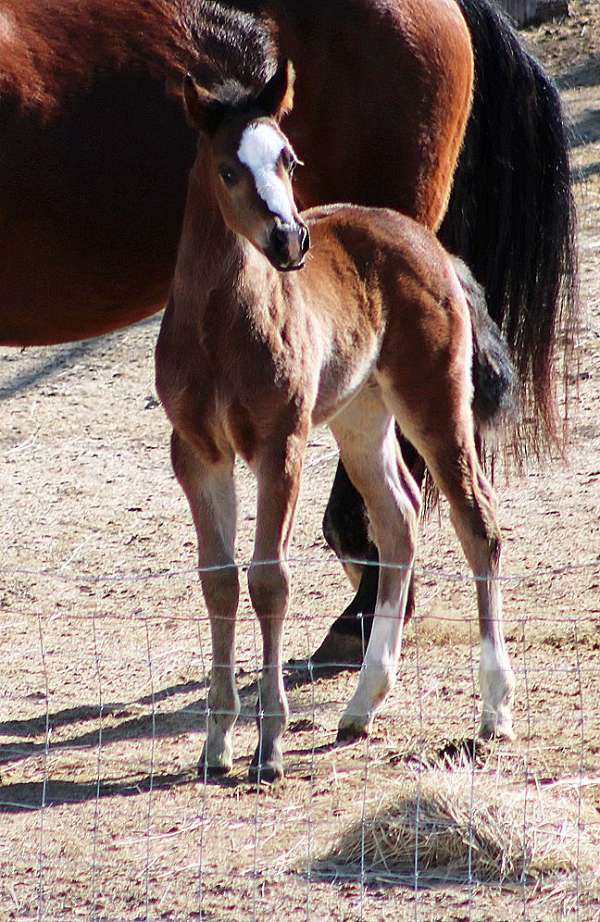 bay-2-hind-socks-horse