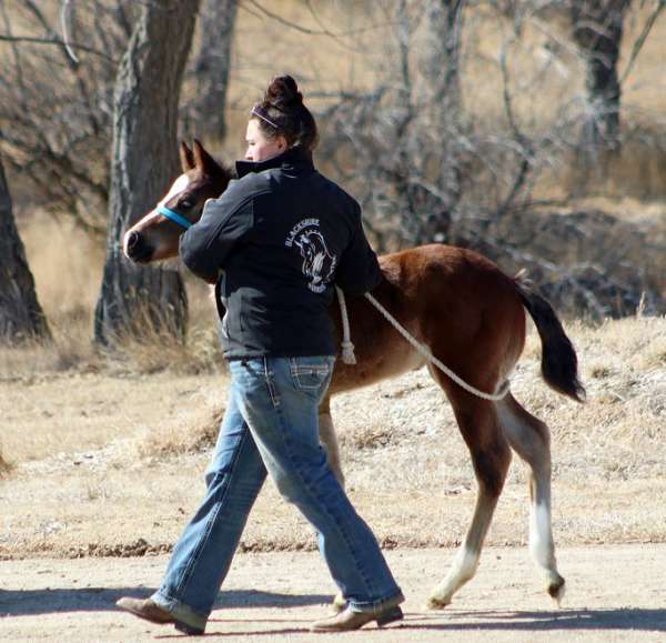 all-around-irish-draught-horse