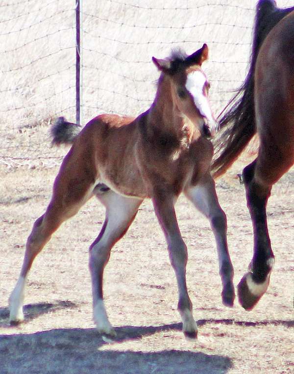 athletic-irish-draught-horse