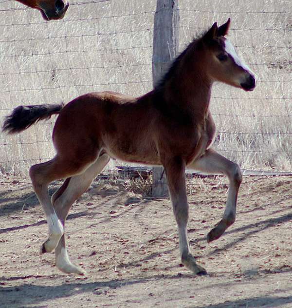 dressage-irish-draught-horse