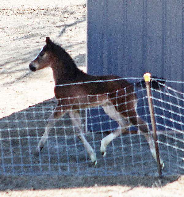 eventing-irish-draught-horse