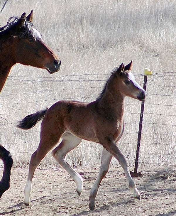 field-hunter-irish-draught-horse