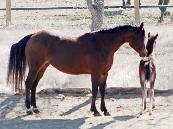 flashy-irish-draught-horse