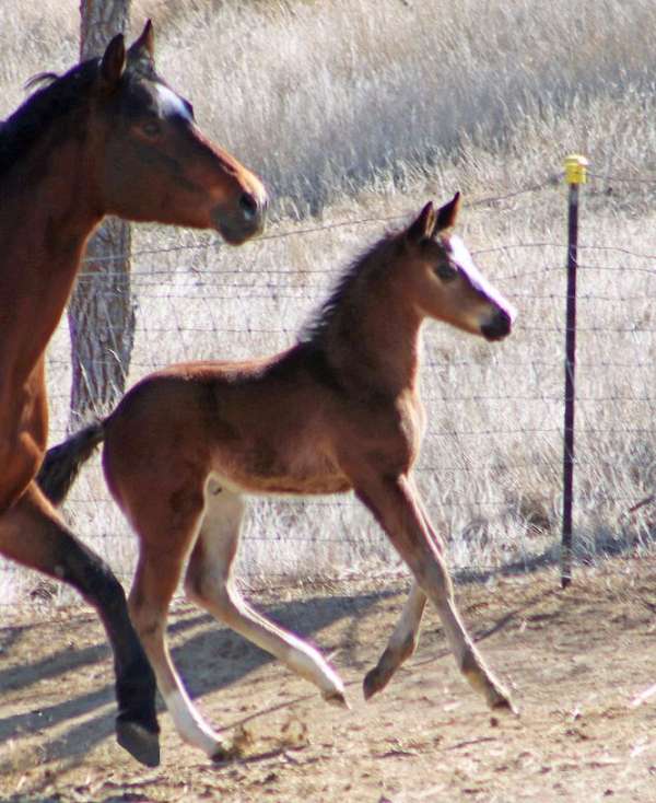 jumper-irish-draught-horse