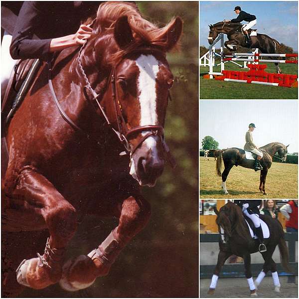 hunter-jumper-irish-draught-horse