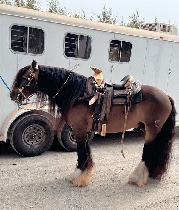 gypsy-vanner-stallion