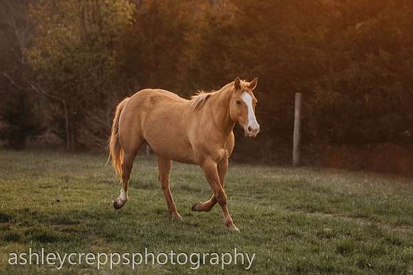 companion-quarter-horse