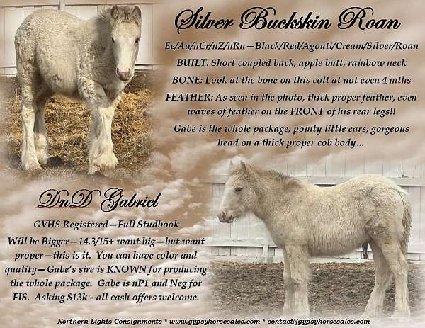 buckskin-roan-gypsy-vanner-colt