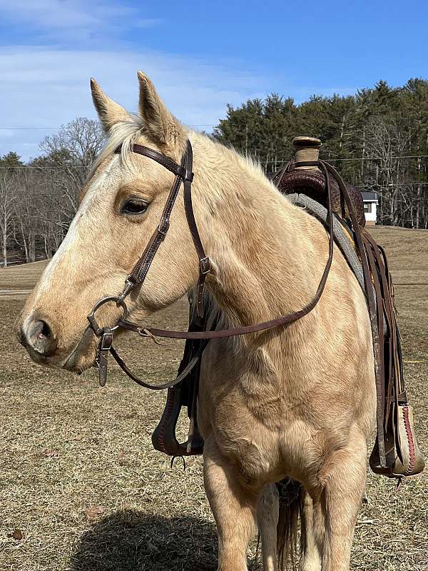 beginner-quarter-horse