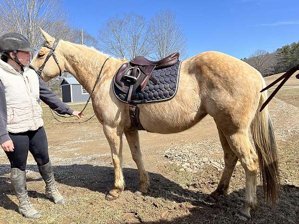 breeding-quarter-horse