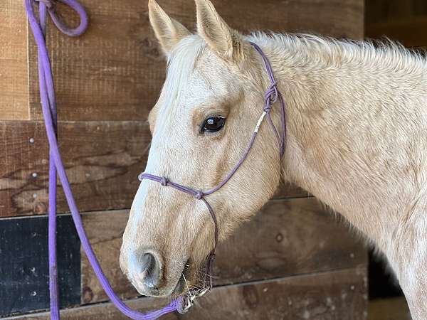 dappled-quarter-horse