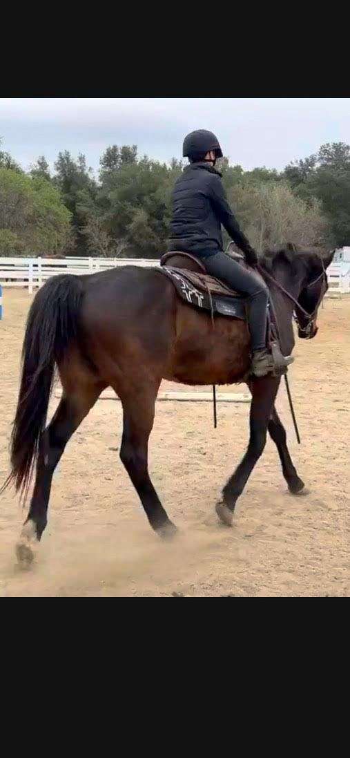 trail-lesson-family-pet-horse