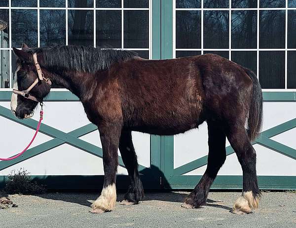 lesson-draft-percheron-horse