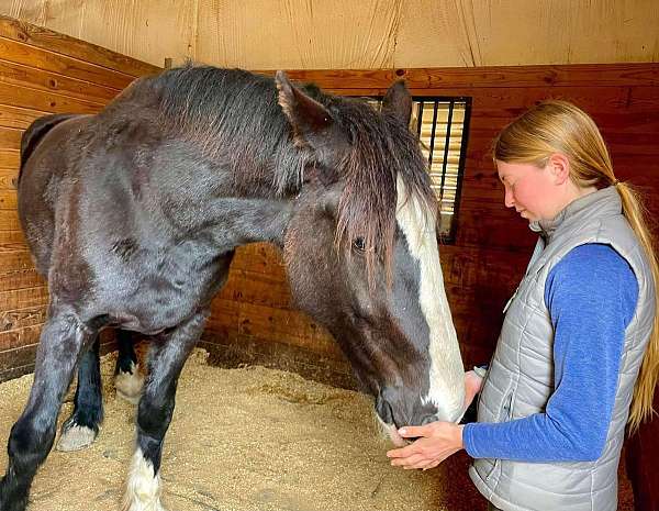 draft-percheron-mare-foal