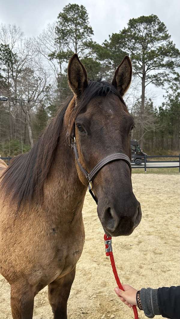 monte-gelding