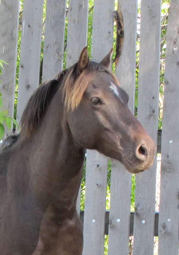 albertapony-welsh-pony