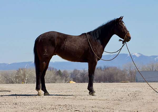 all-around-quarter-horse