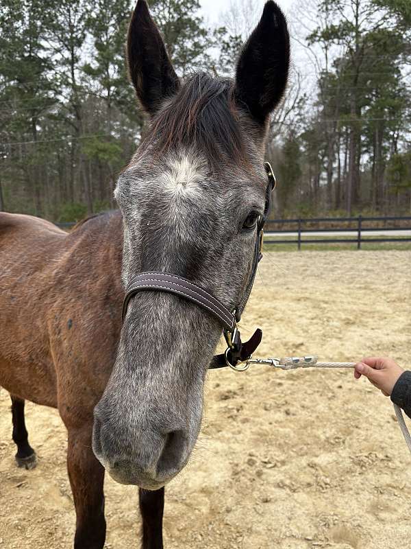 aqha-quarter-horse