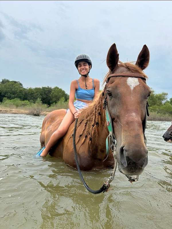 chestnut-quarab-gelding