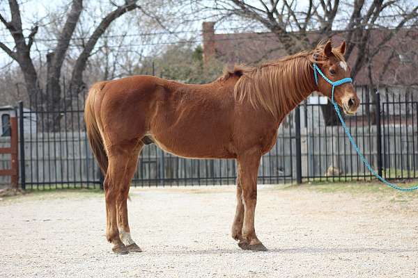 ridden-western-trail-riding-quarab-horse