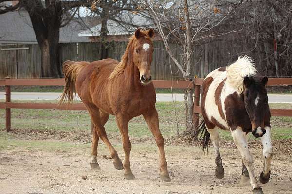 chestnut-ridden-western-trail-riding-horse